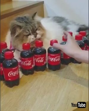 コーラはネコちゃんのもの