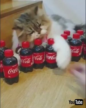 コーラはネコちゃんのもの