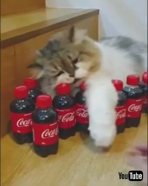 コーラはネコちゃんのもの