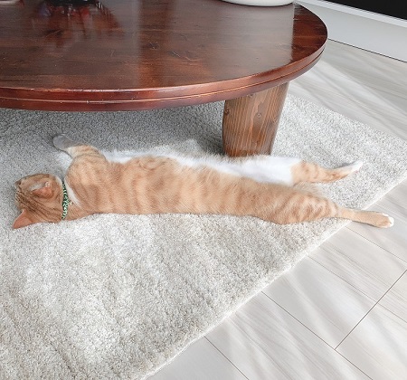 ペット手帳 ベストショット