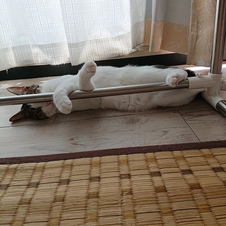 ペット手帳 ベストショット