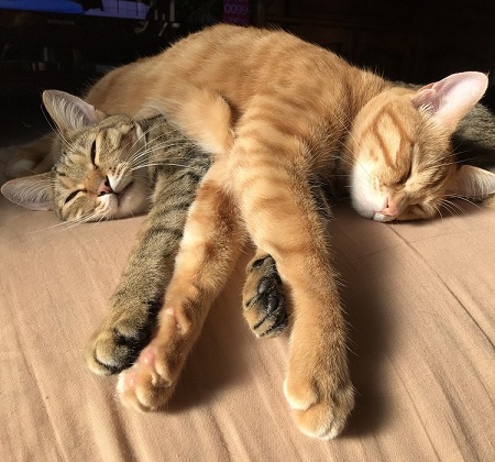 ペット手帳 ベストショット