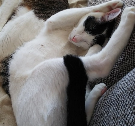 ペット手帳 ベストショット