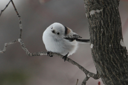 シマエナガの写真