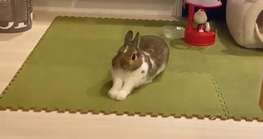 伸びをして「ふぁあ〜」 うさぎの小さなあくびに日々の疲れが癒