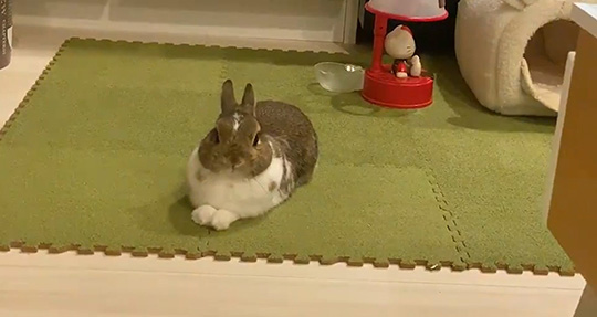 伸びをして「ふぁあ〜」 うさぎの小さなあくびに日々の疲れが癒