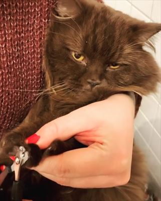 猫