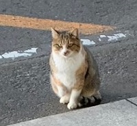 コマ送りみたいな猫ちゃんたち