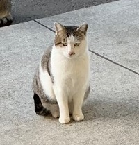 コマ送りみたいな猫ちゃんたち