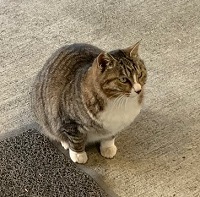 コマ送りみたいな猫ちゃんたち