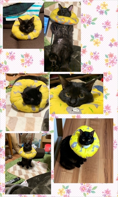 ふわふわのエリザベスカラーをつけた猫ちゃん