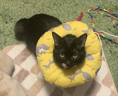 ふわふわのエリザベスカラーをつけた猫ちゃん