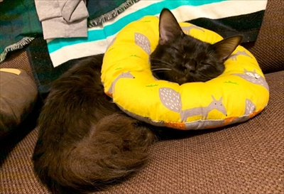 ふわふわのエリザベスカラーをつけた猫ちゃん