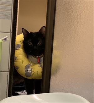 ふわふわのエリザベスカラーをつけた猫ちゃん