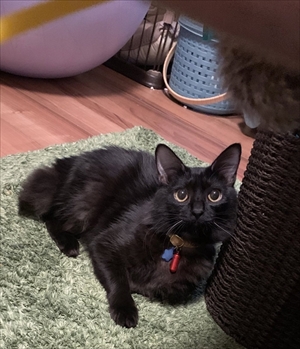 ふわふわのエリザベスカラーをつけた猫ちゃん