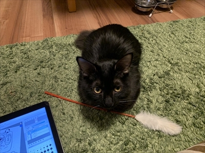 ふわふわのエリザベスカラーをつけた猫ちゃん