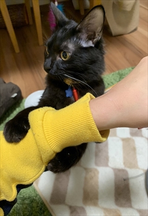 ふわふわのエリザベスカラーをつけた猫ちゃん