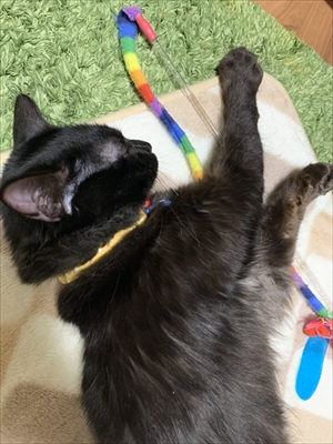 ふわふわのエリザベスカラーをつけた猫ちゃん