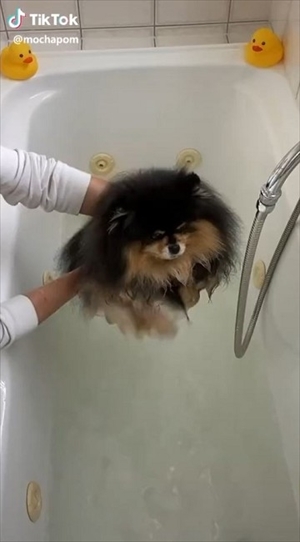 お風呂でフワフワにしてもらうワンちゃん