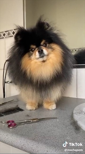 お風呂でフワフワにしてもらうワンちゃん