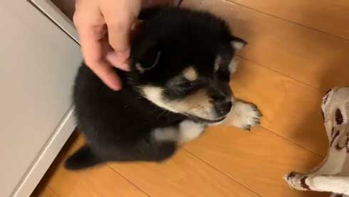 子犬カシカシ