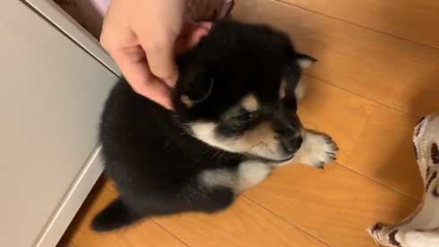 子犬 かくとあんよが動いてしまう かわいい ひっかき反射 黒柴 りつ