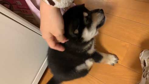 子犬 かくとあんよが動いてしまう かわいい ひっかき反射 黒柴 りつ