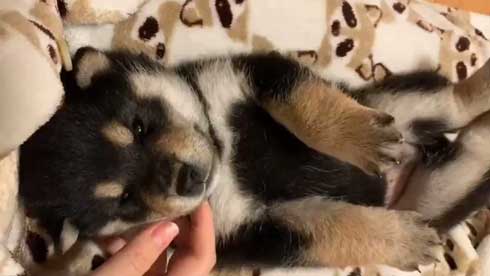 子犬 かくとあんよが動いてしまう かわいい ひっかき反射 黒柴 りつ