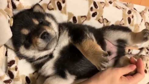 子犬 かくとあんよが動いてしまう かわいい ひっかき反射 黒柴 りつ