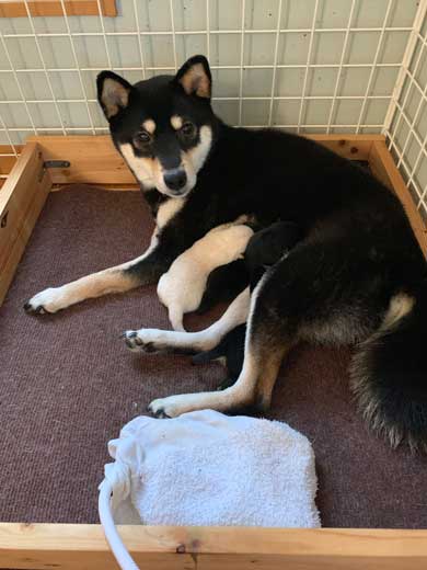 子犬 かくとあんよが動いてしまう かわいい ひっかき反射 黒柴 りつ