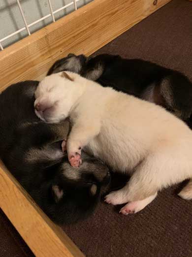 子犬 かくとあんよが動いてしまう かわいい ひっかき反射 黒柴 りつ