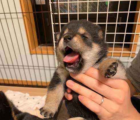 子犬 かくとあんよが動いてしまう かわいい ひっかき反射 黒柴 りつ