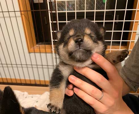 子犬 かくとあんよが動いてしまう かわいい ひっかき反射 黒柴 りつ