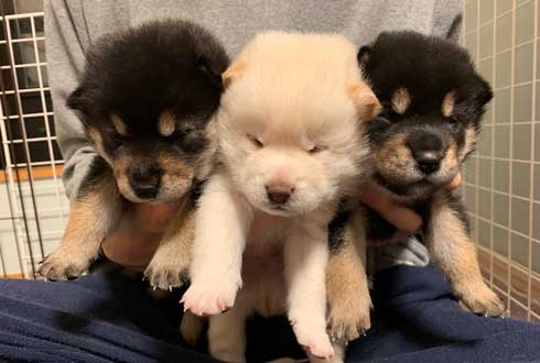 子犬 かくとあんよが動いてしまう かわいい ひっかき反射 黒柴 りつ