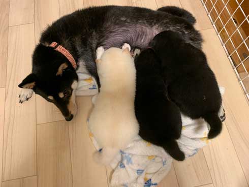 子犬 かくとあんよが動いてしまう かわいい ひっかき反射 黒柴 りつ