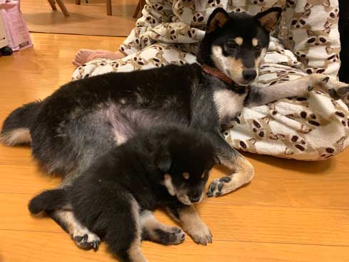 子犬 かくとあんよが動いてしまう かわいい ひっかき反射 黒柴 りつ