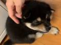 子犬のあんよ「カシカシ」がかわいい！　飼い主さんが頭をかくと後ろ足が動いてしまう子犬が癒やしの塊