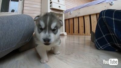 husky puppy
