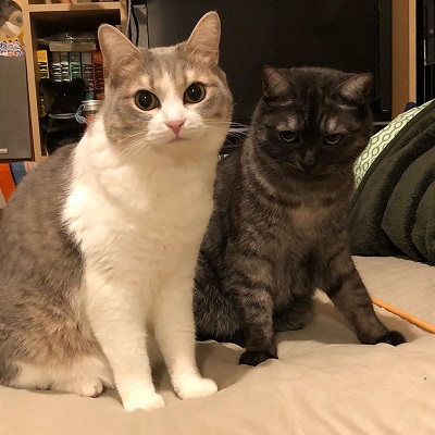 こねこのドレイ