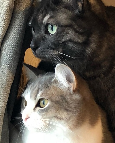 こねこのドレイ