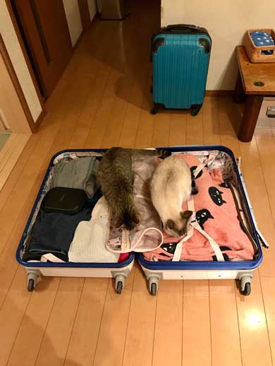 猫 帰省先にネコ  痕跡を探る 浮気を疑う 問い詰める 視線 におい なみそ