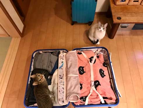 猫 帰省先にネコ  痕跡を探る 浮気を疑う 問い詰める 視線 におい なみそ