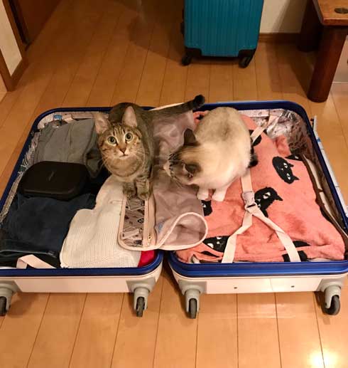 猫 帰省先にネコ  痕跡を探る 浮気を疑う 問い詰める 視線 におい なみそ
