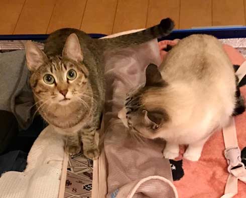 猫 帰省先にネコ  痕跡を探る 浮気を疑う 問い詰める 視線 におい なみそ