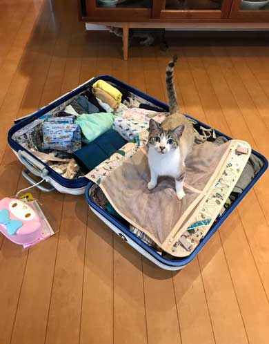 猫 帰省先にネコ  痕跡を探る 浮気を疑う 問い詰める 視線 におい なみそ