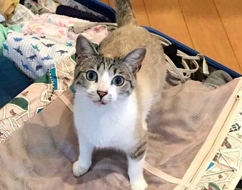 猫 帰省先にネコ  痕跡を探る 浮気を疑う 問い詰める 視線 におい なみそ