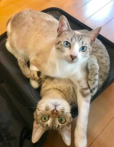 猫 帰省先にネコ  痕跡を探る 浮気を疑う 問い詰める 視線 におい なみそ