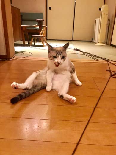 猫 帰省先にネコ  痕跡を探る 浮気を疑う 問い詰める 視線 におい なみそ