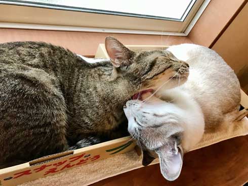 猫 帰省先にネコ  痕跡を探る 浮気を疑う 問い詰める 視線 におい なみそ