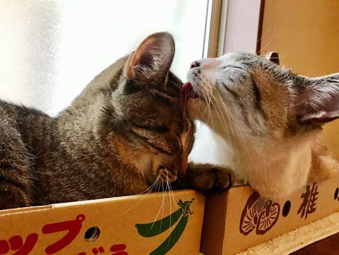 猫 帰省先にネコ  痕跡を探る 浮気を疑う 問い詰める 視線 におい なみそ